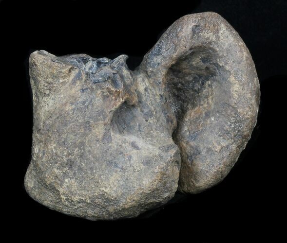Fossil Manatee (Trichechus) Ear Bone - Florida #33305
